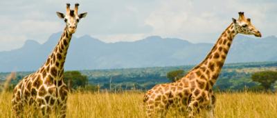 پارک ملی کیدپو، مرواریدی پنهان در اوگاندا